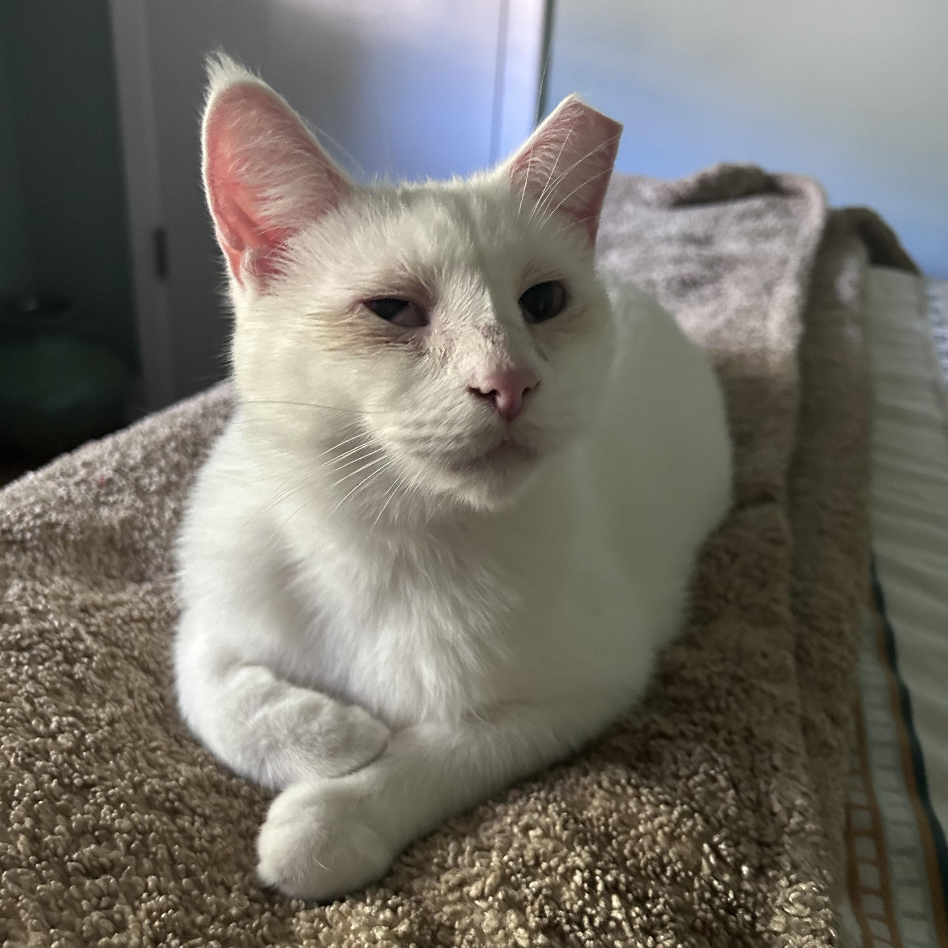 Tofu, ADOPTABLE, Adult Male Domestic Short Hair.