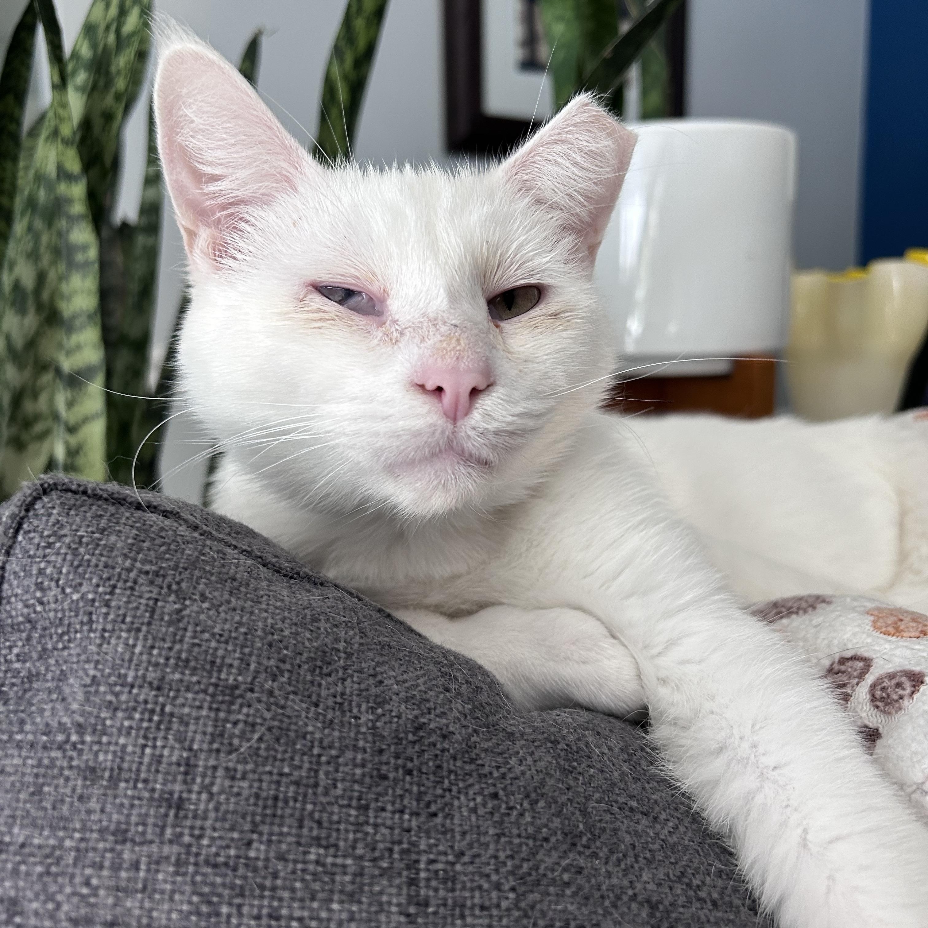 Tofu, a ADOPTABLE Domestic Short Hair in Grand Rapids, MI image 3/6