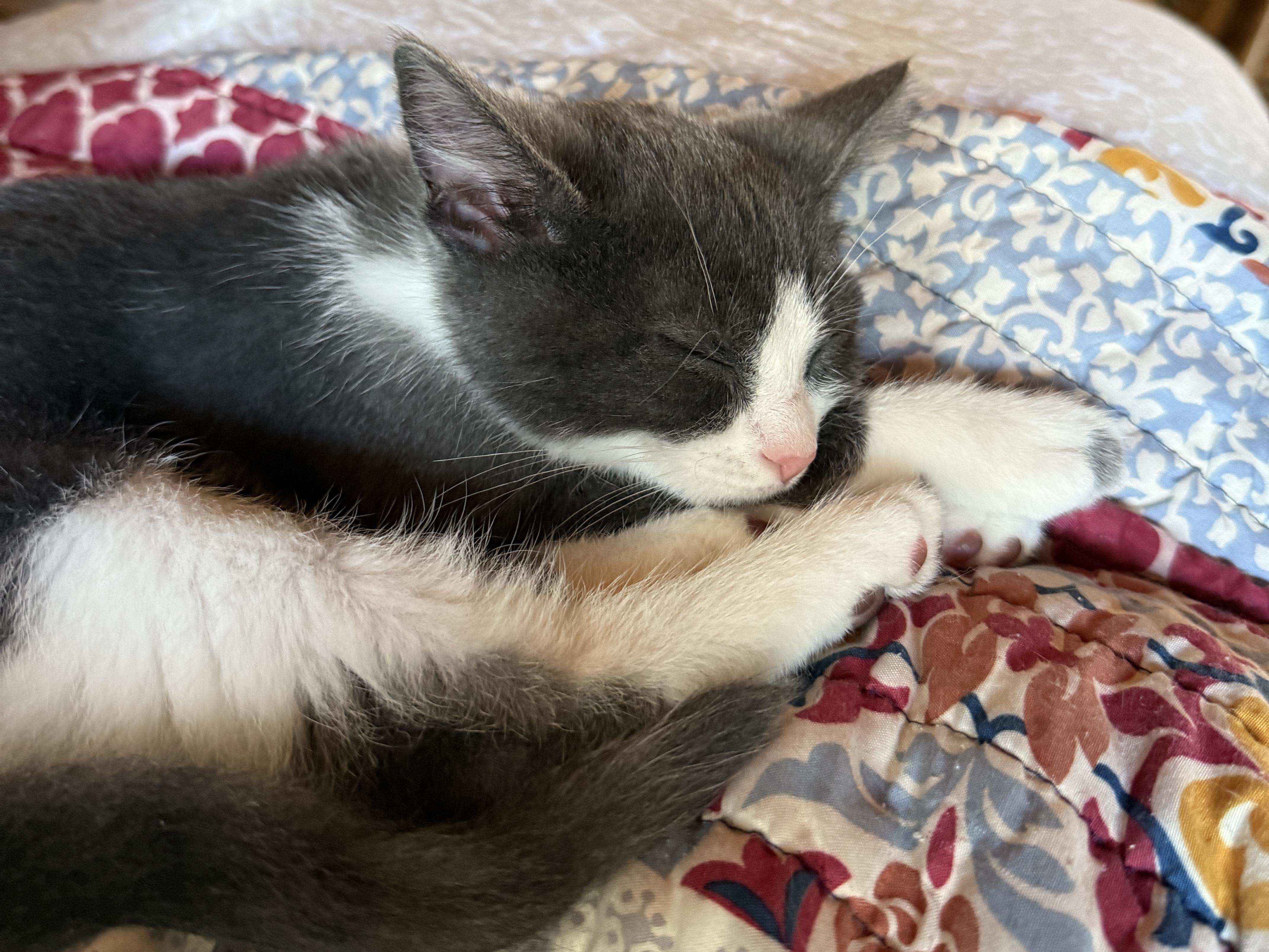 Frogger, a Adoptable Domestic Short Hair in Wautoma, WI image 2/4