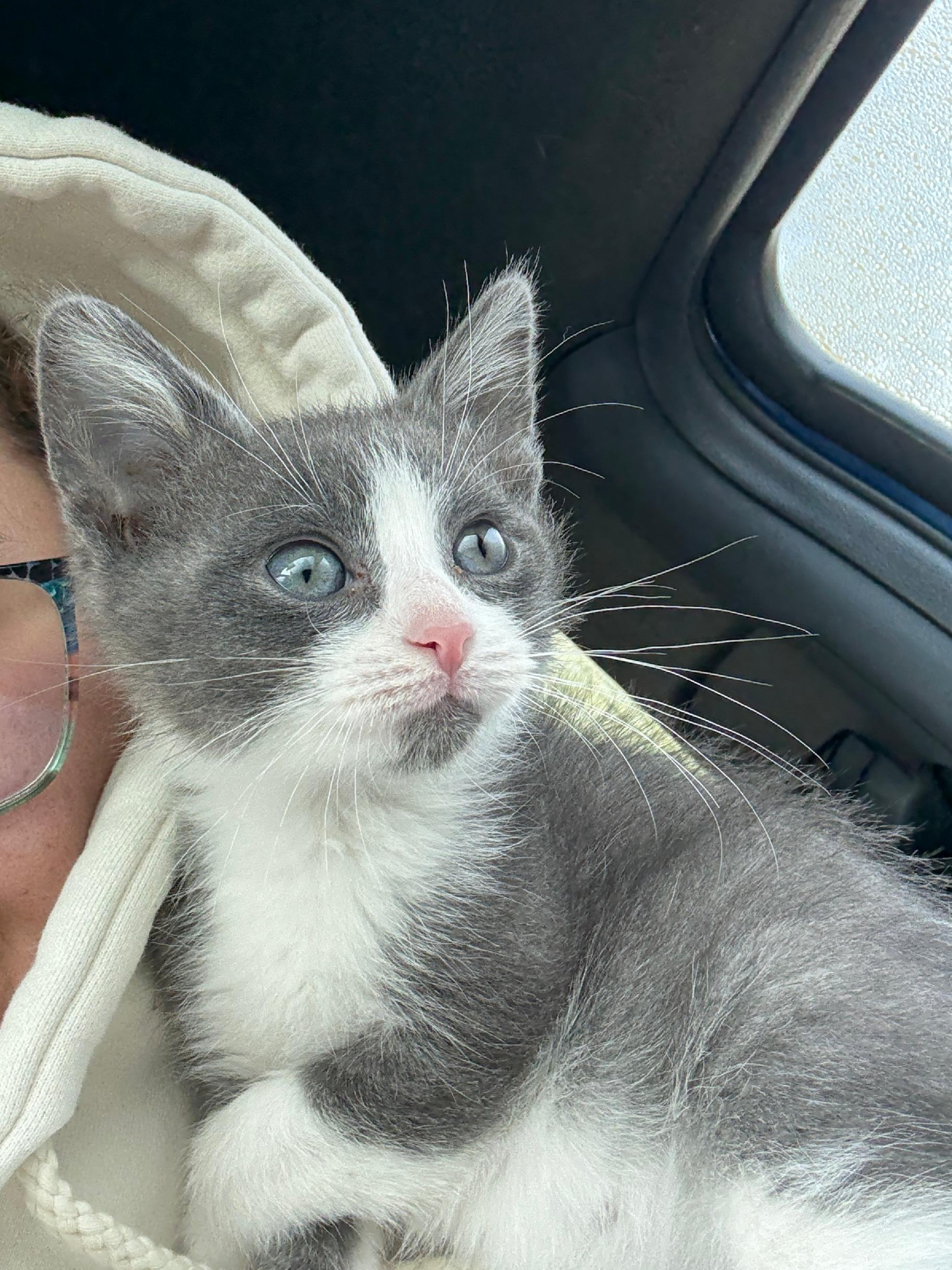 Frogger, a Adoptable Domestic Short Hair in Wautoma, WI image 4/4