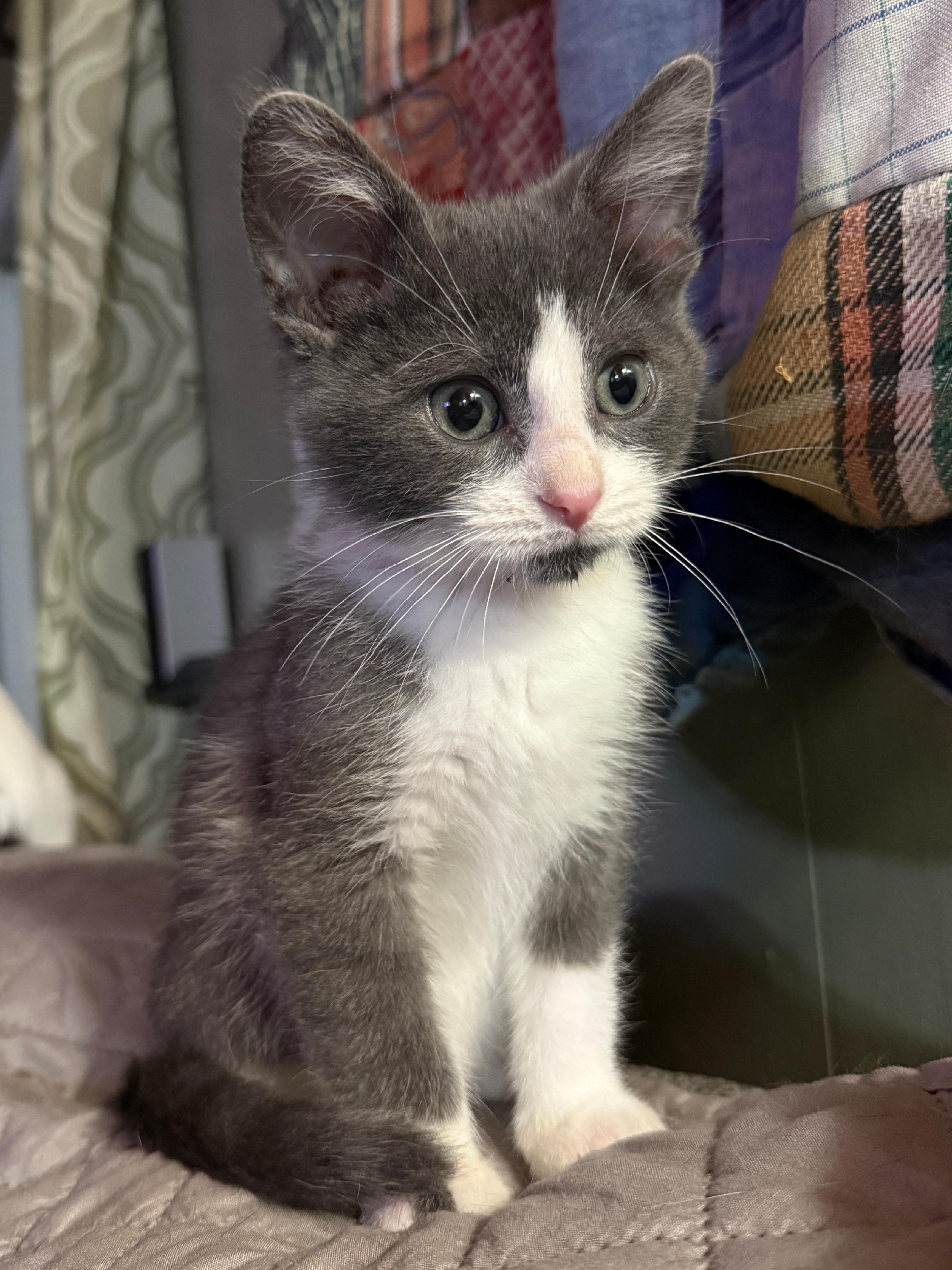 Frogger, a Adoptable Domestic Short Hair in Wautoma, WI image 3/4