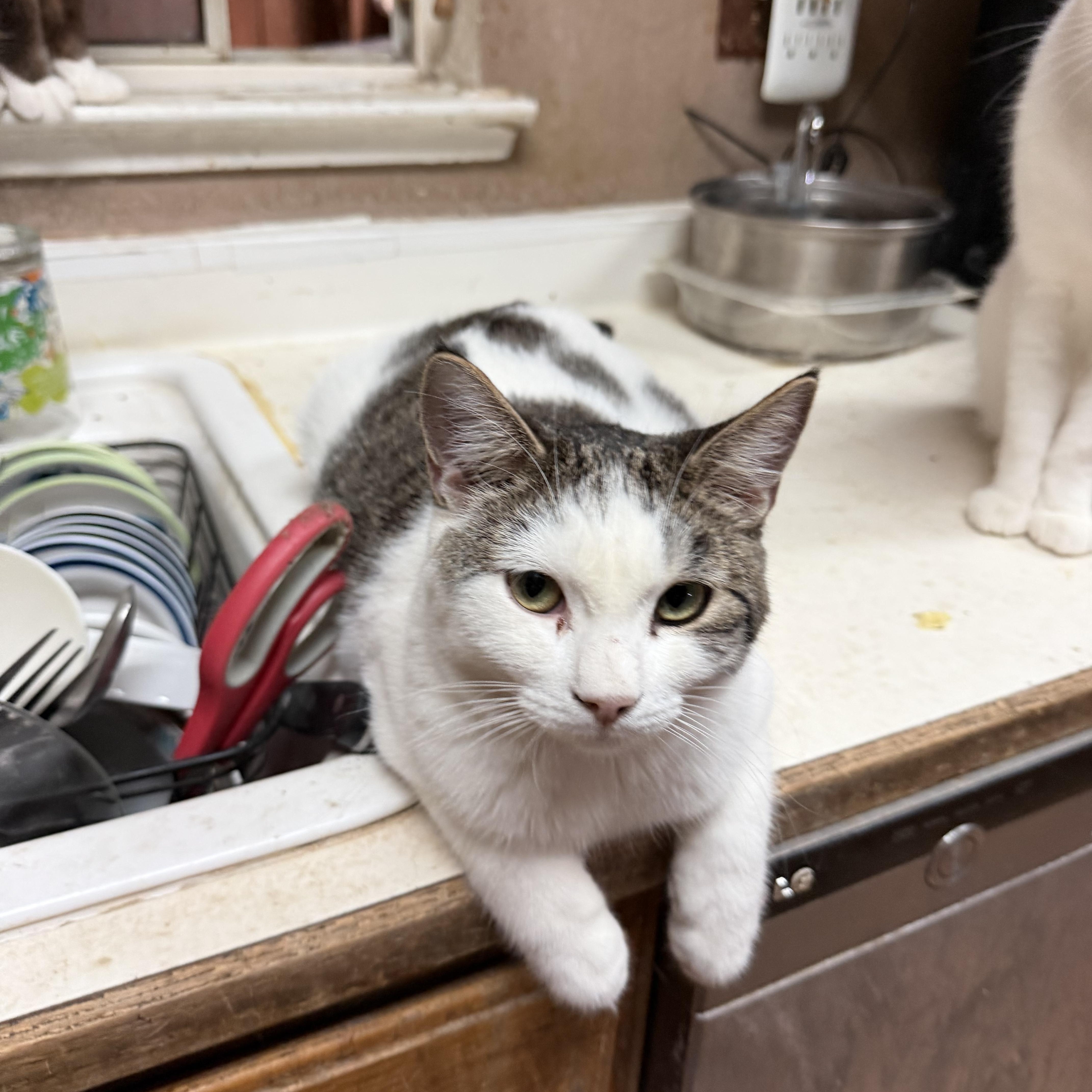 Enlarge JB, a Adoptable mixed breed in Stockton, CA image 2/2