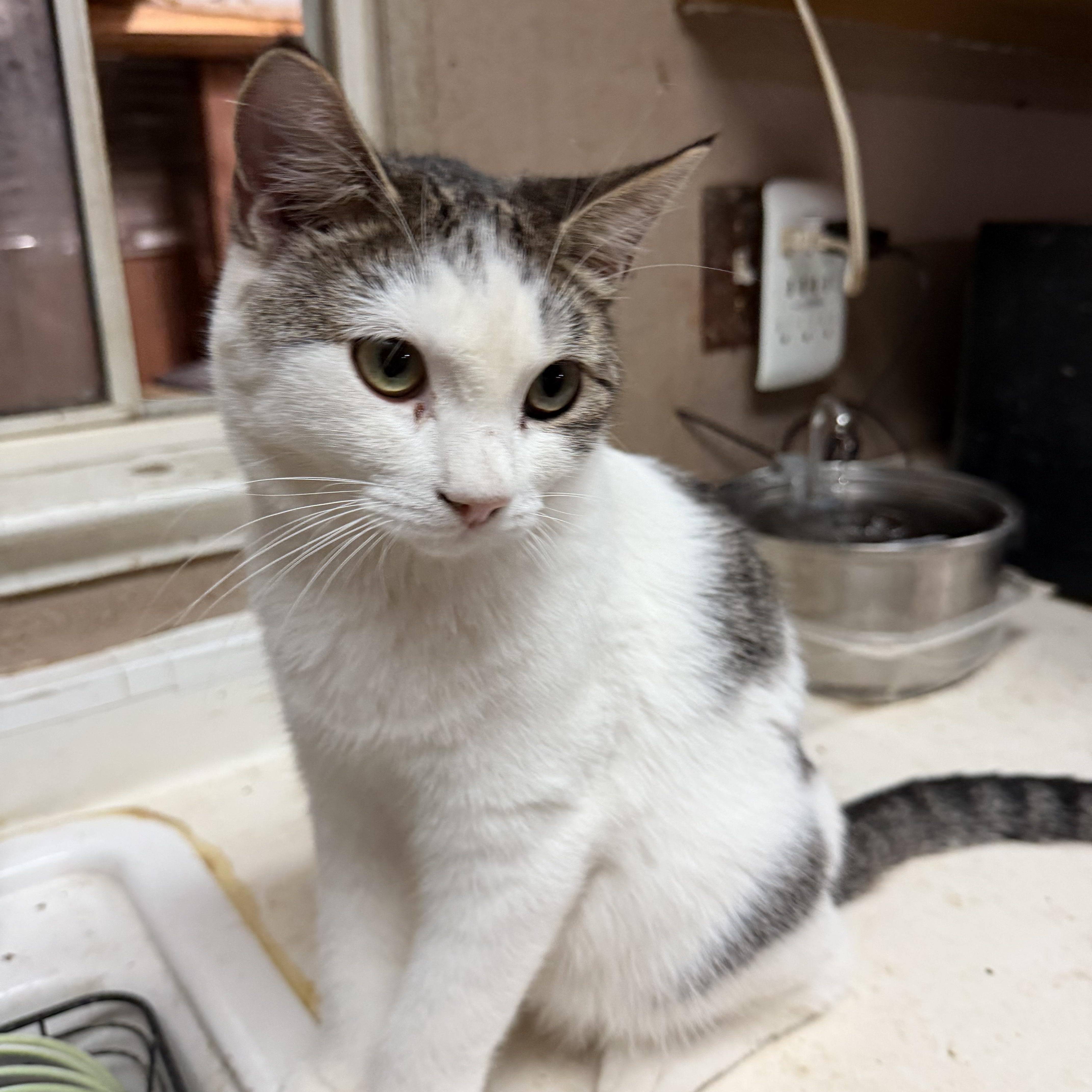JB, Adoptable, Young Male Domestic Short Hair & Tabby.
