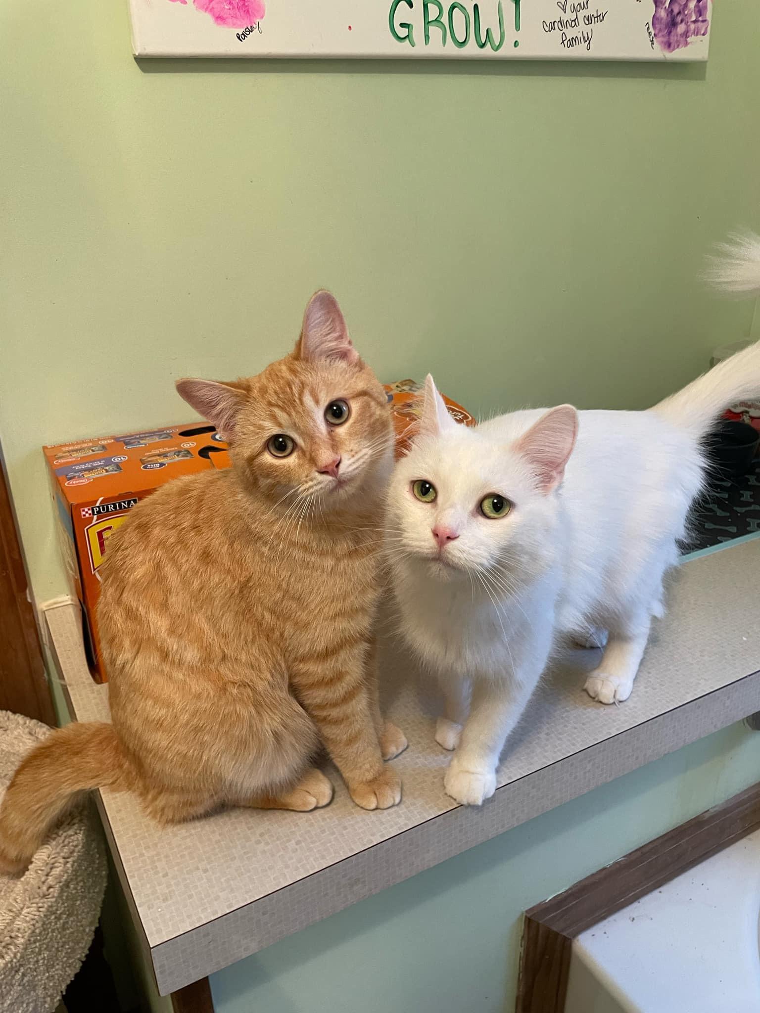 Ranger/cierra, Adoptable, Young Male Domestic Medium Hair.