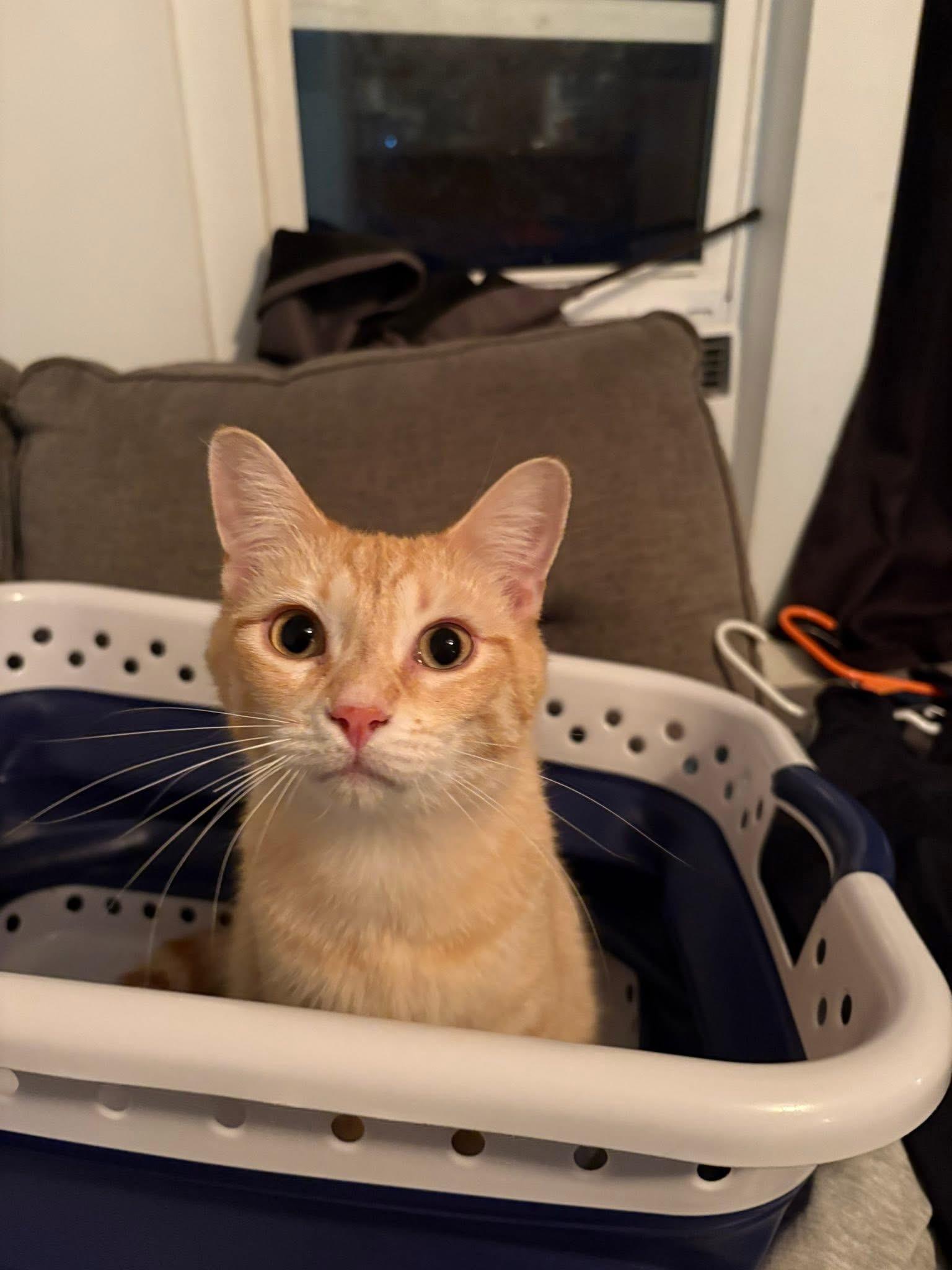 Ranger/cierra, a Adoptable Domestic Medium Hair image 2/5