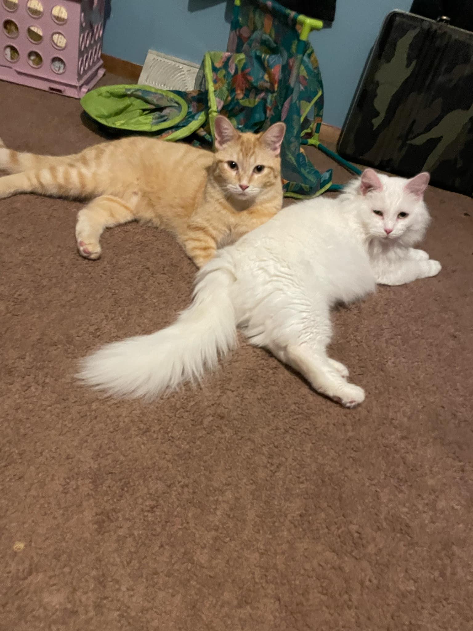 Ranger/cierra, a Adoptable Domestic Medium Hair image 3/5