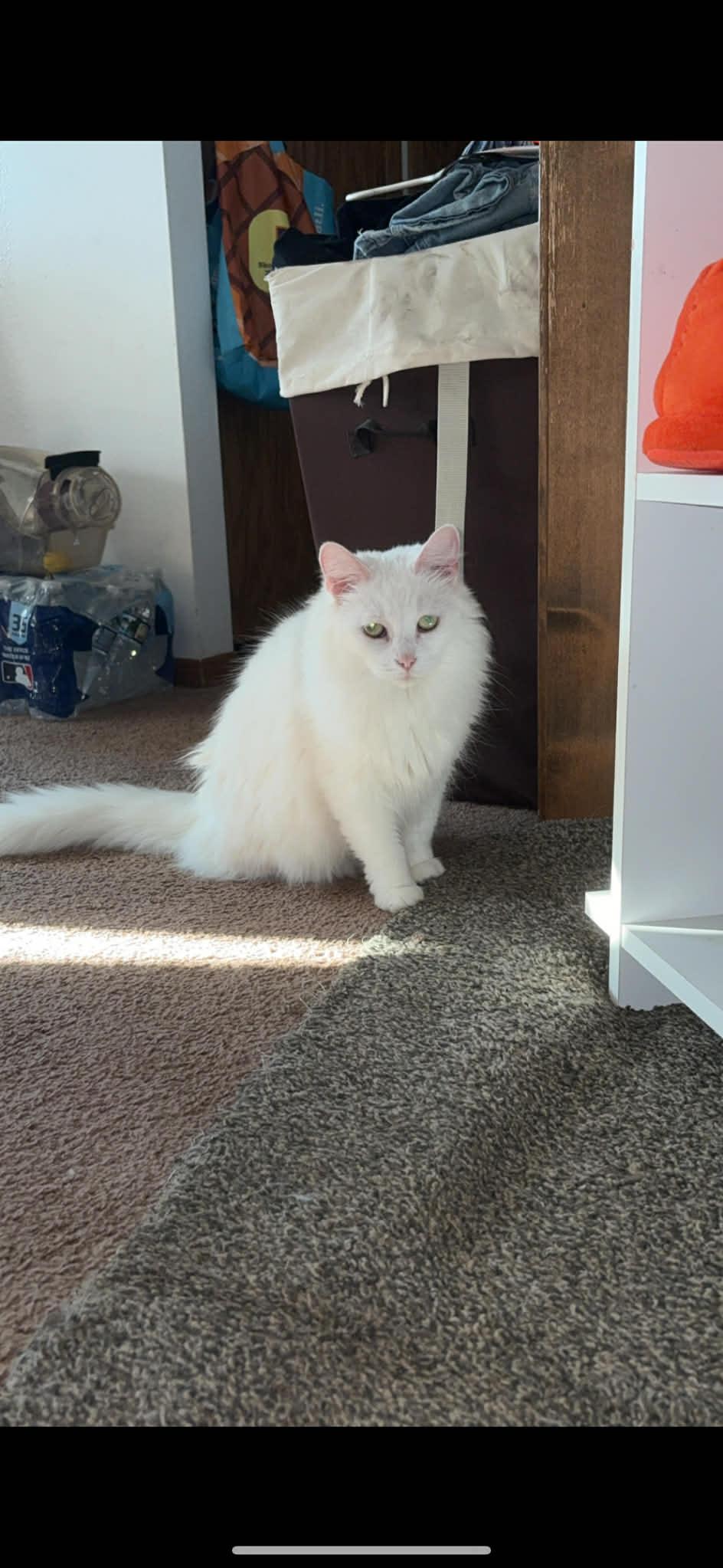 Ranger/cierra, an adopted Domestic Medium Hair in Marlette, MI image 6/6