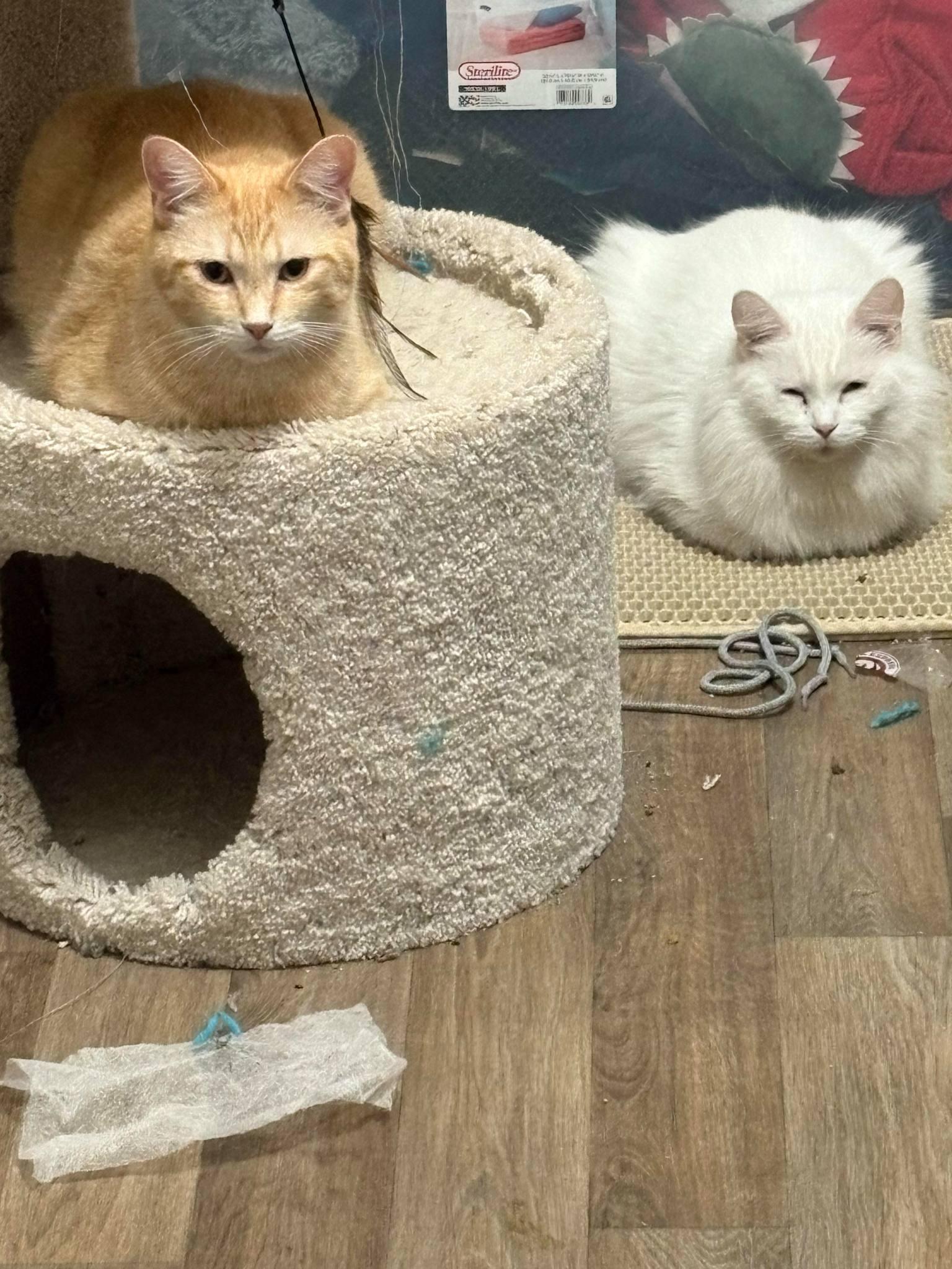 Ranger/cierra, a Adoptable Domestic Medium Hair image 4/5