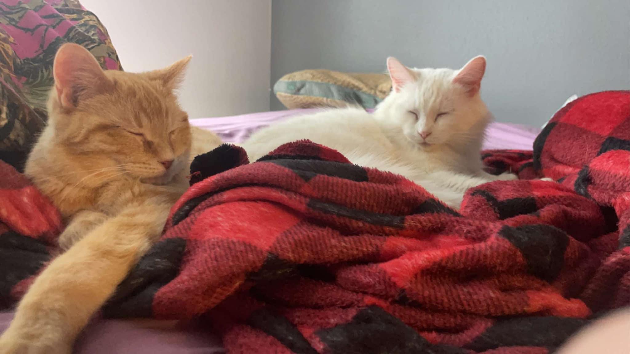 Ranger/cierra, adopted, Adult Male Domestic Medium Hair.