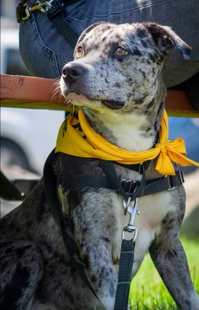 Enlarge Daisy, a Adoptable mixed breed in Stanstead, QC image 3/6