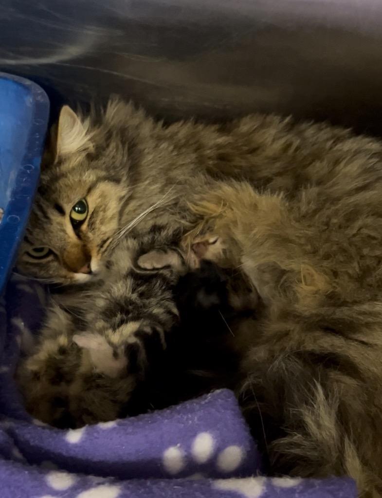 Maa, a Adoptable mixed breed in Thousand Oaks, CA image 1/3