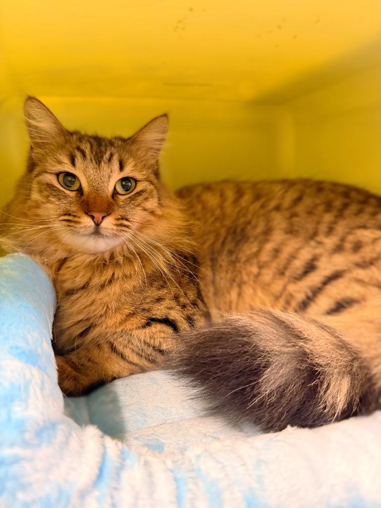 Maa, a Adoptable mixed breed in Thousand Oaks, CA image 2/3