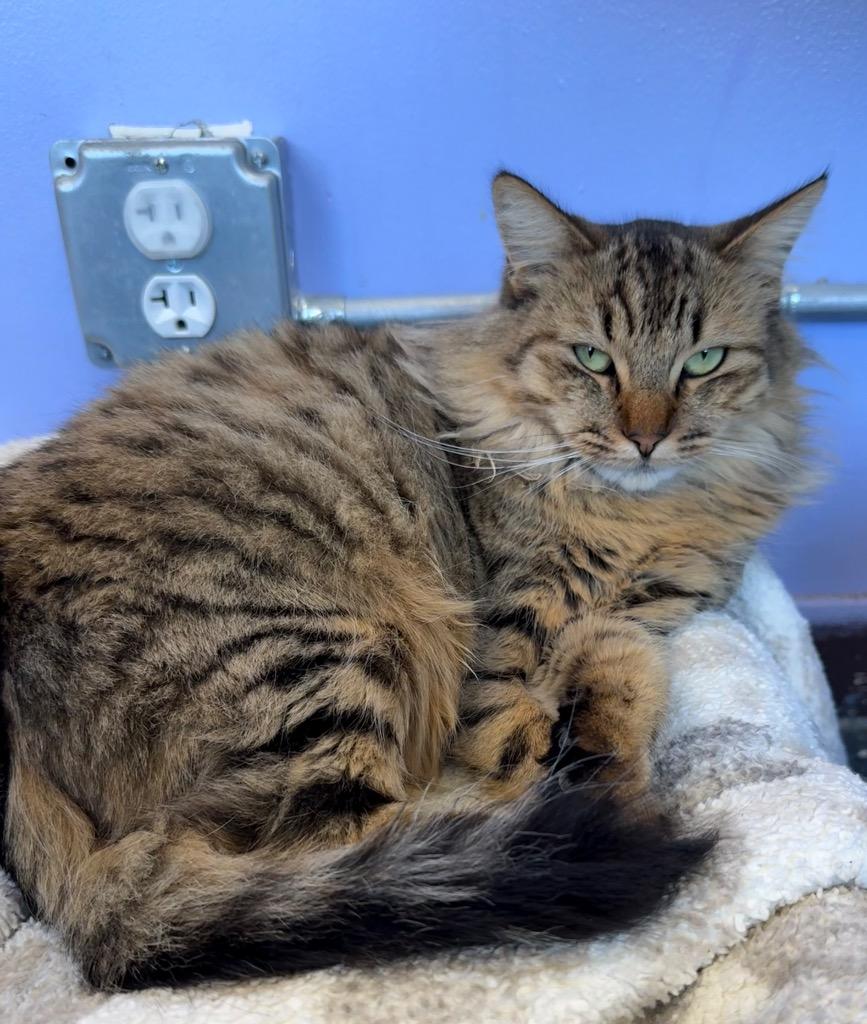 Maa, a Adoptable mixed breed in Thousand Oaks, CA image 3/3