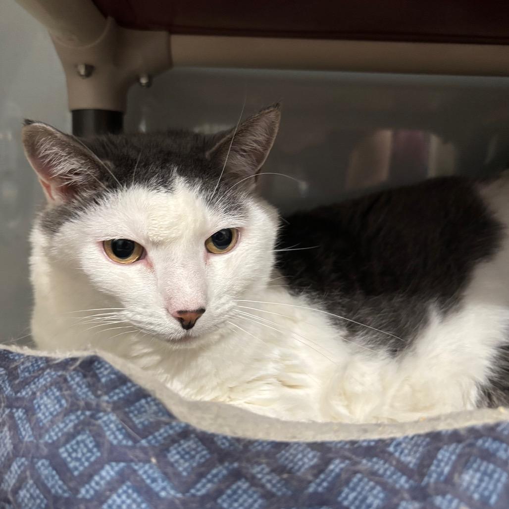 Tuttle, Adoptable, Adult Male Domestic Short Hair.