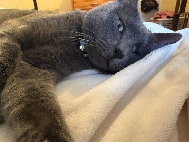 Enlarge Mercury, a Adoptable Domestic Short Hair in Oak Forest, IL image 3/5