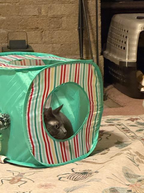 Enlarge Mercury, a Adoptable Domestic Short Hair in Oak Forest, IL image 2/5
