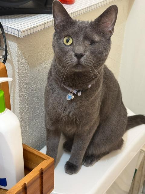 Mercury, Adoptable, Adult Male Domestic Short Hair.
