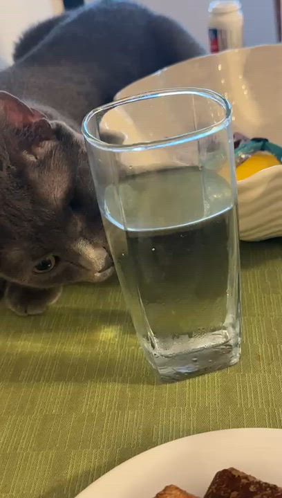 Enlarge Mercury, a Adoptable Domestic Short Hair in Oak Forest, IL video 5/5