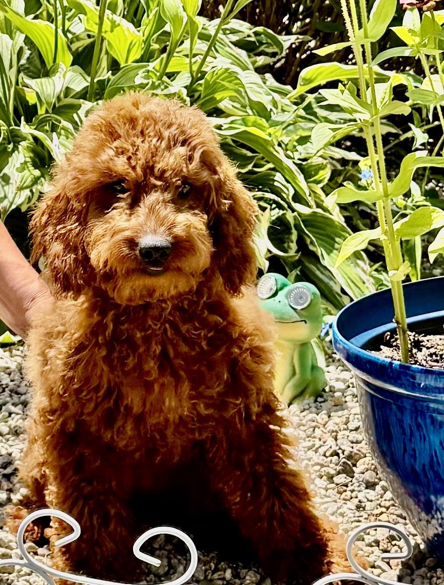 Enlarge Maisie-Adoption Pending, an adopted Poodle in Somerville, MA image 4/5