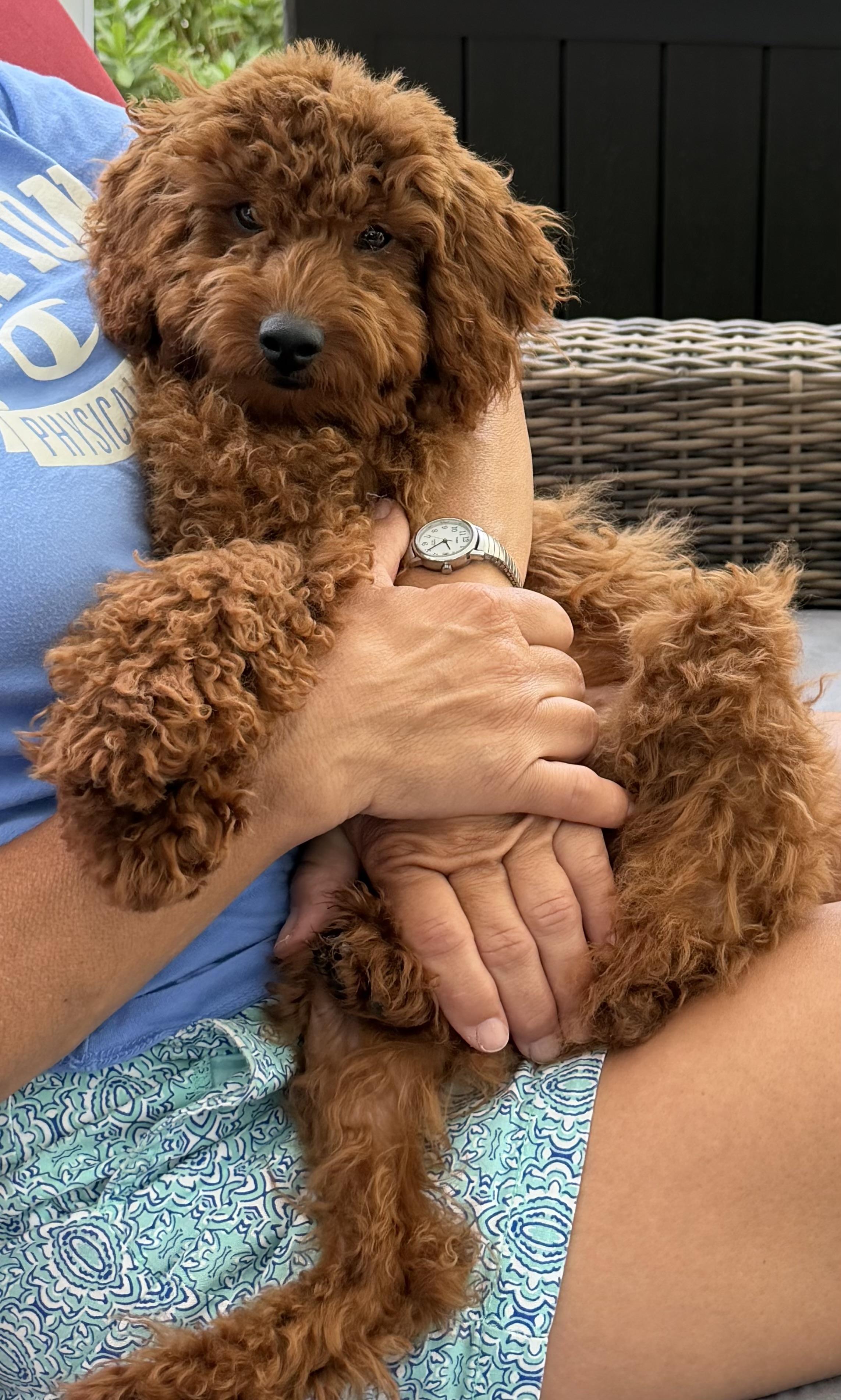 Enlarge Maisie-Adoption Pending, an adopted Poodle in Somerville, MA image 3/5