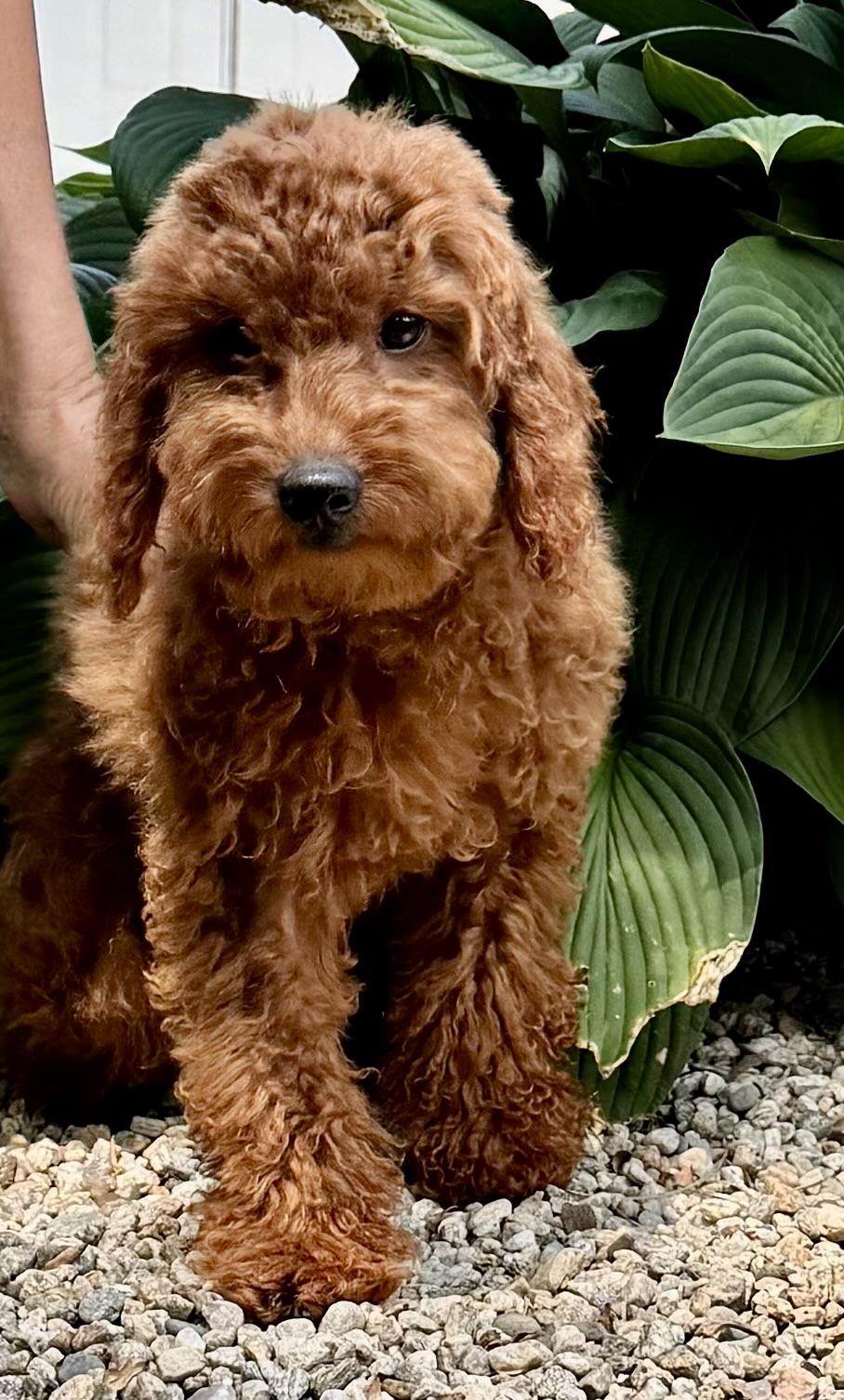 Enlarge Maisie-Adoption Pending, an adopted Poodle in Somerville, MA image 2/5