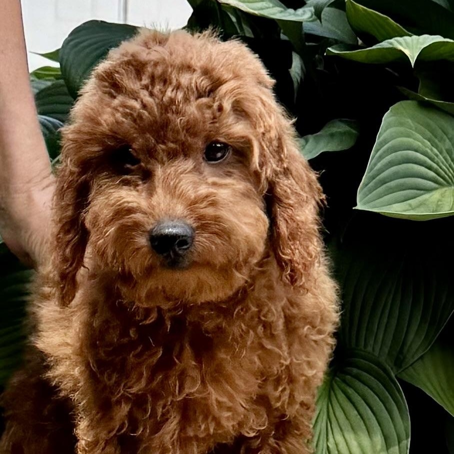 Maisie-Adoption Pending, adopted, Puppy Female Poodle.