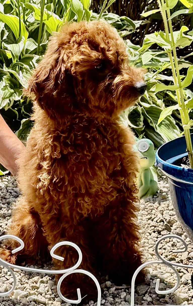 Enlarge Maisie-Adoption Pending, an adopted Poodle in Somerville, MA image 5/5