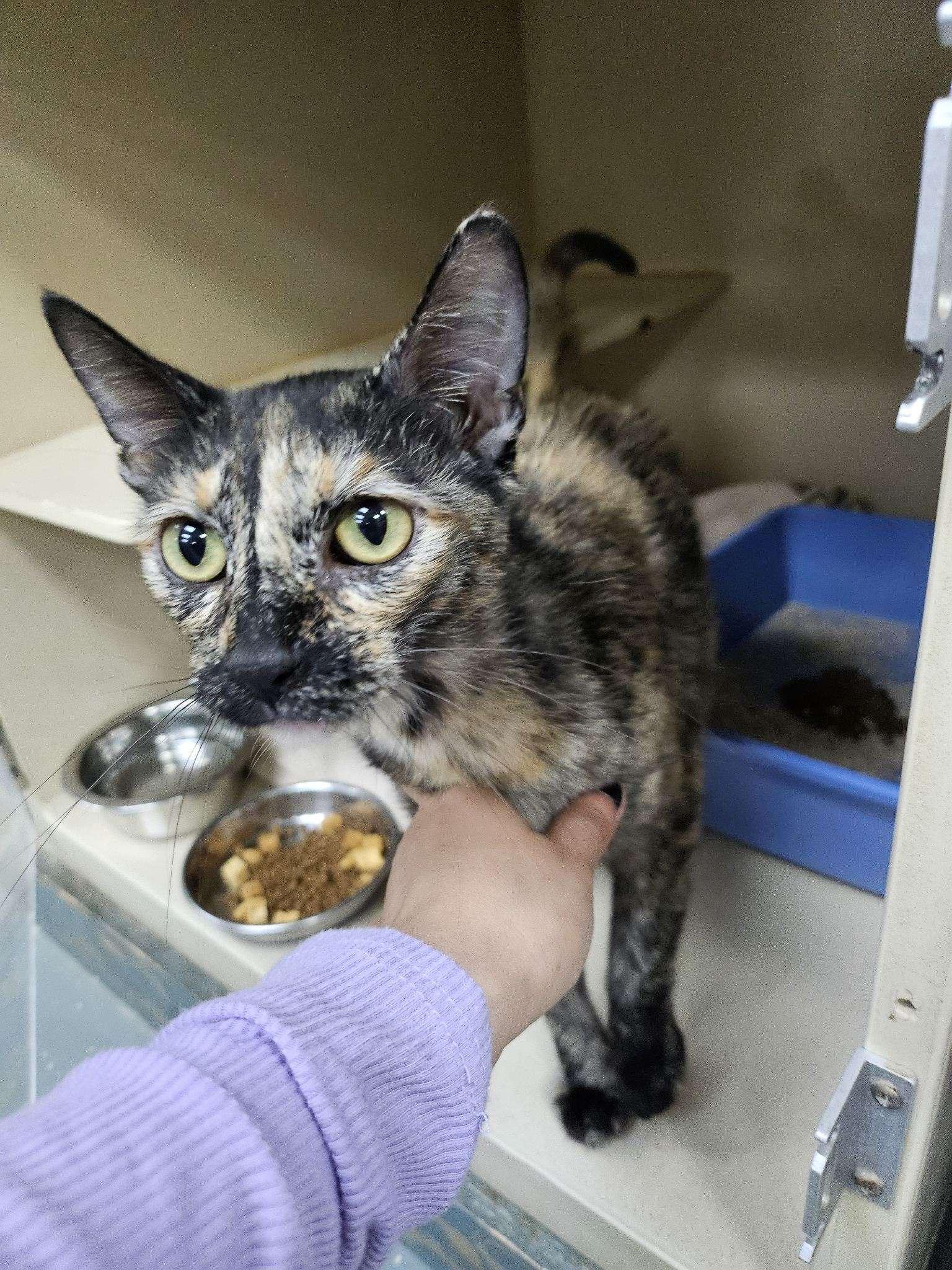 Coconut, Adoptable, Young Female Tortoiseshell.