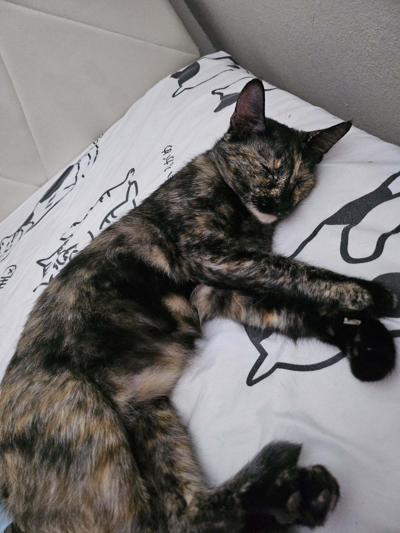 Enlarge Coconut, a Adoptable Tortoiseshell in Buena Park, CA image 2/2