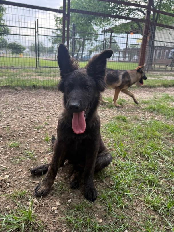 Georgia, a ADOPTABLE German Shepherd Dog in Brookfield, CT image 3/5