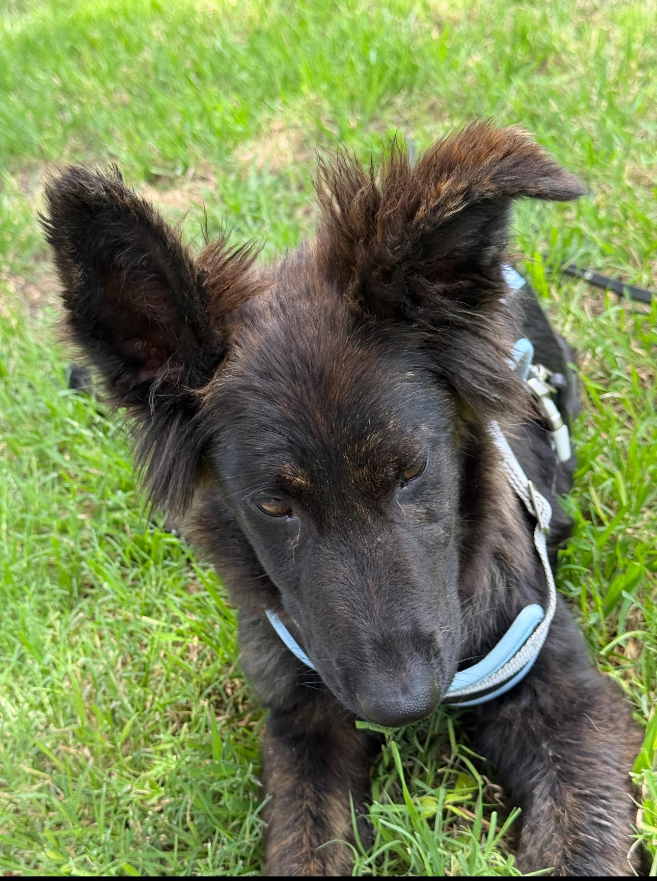 Georgia, a ADOPTABLE German Shepherd Dog in Brookfield, CT image 5/5