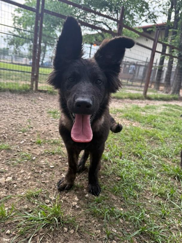 Georgia, a ADOPTABLE German Shepherd Dog in Brookfield, CT image 2/5