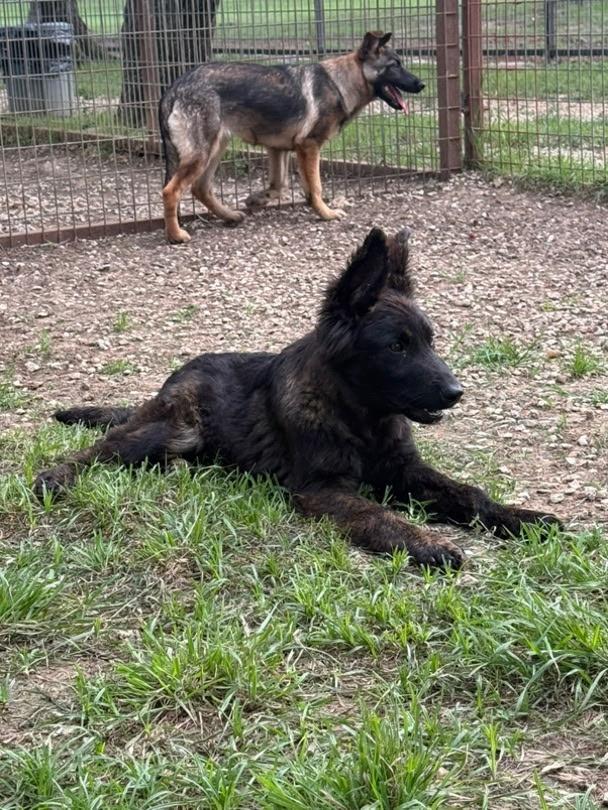 Georgia, a ADOPTABLE German Shepherd Dog in Brookfield, CT image 4/5