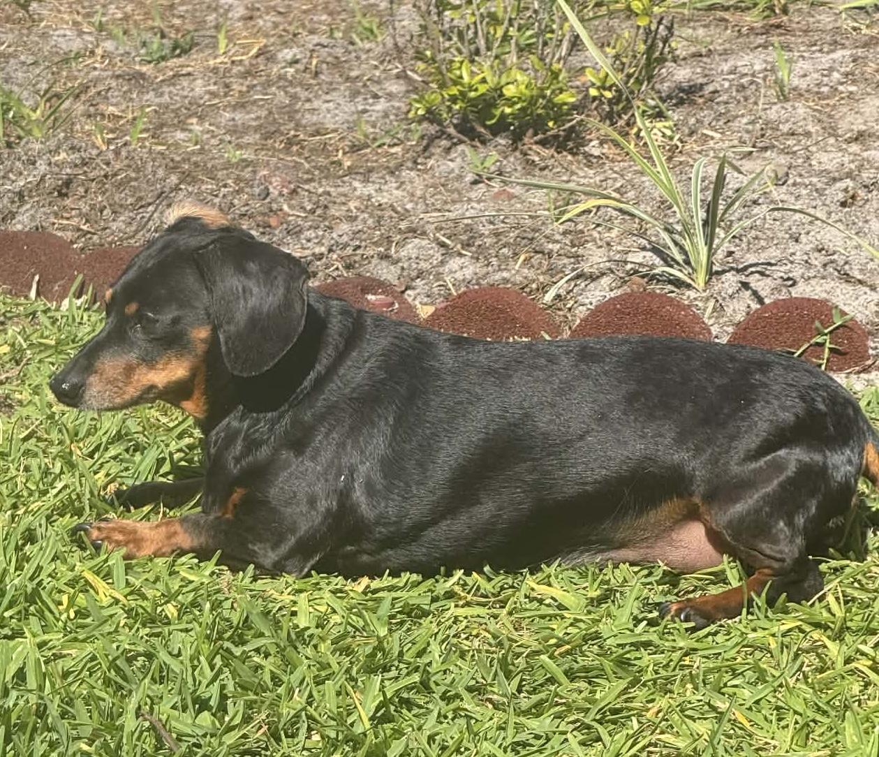 Enlarge Rosie, a ADOPTABLE Dachshund in Palm Harbor, FL image 3/6
