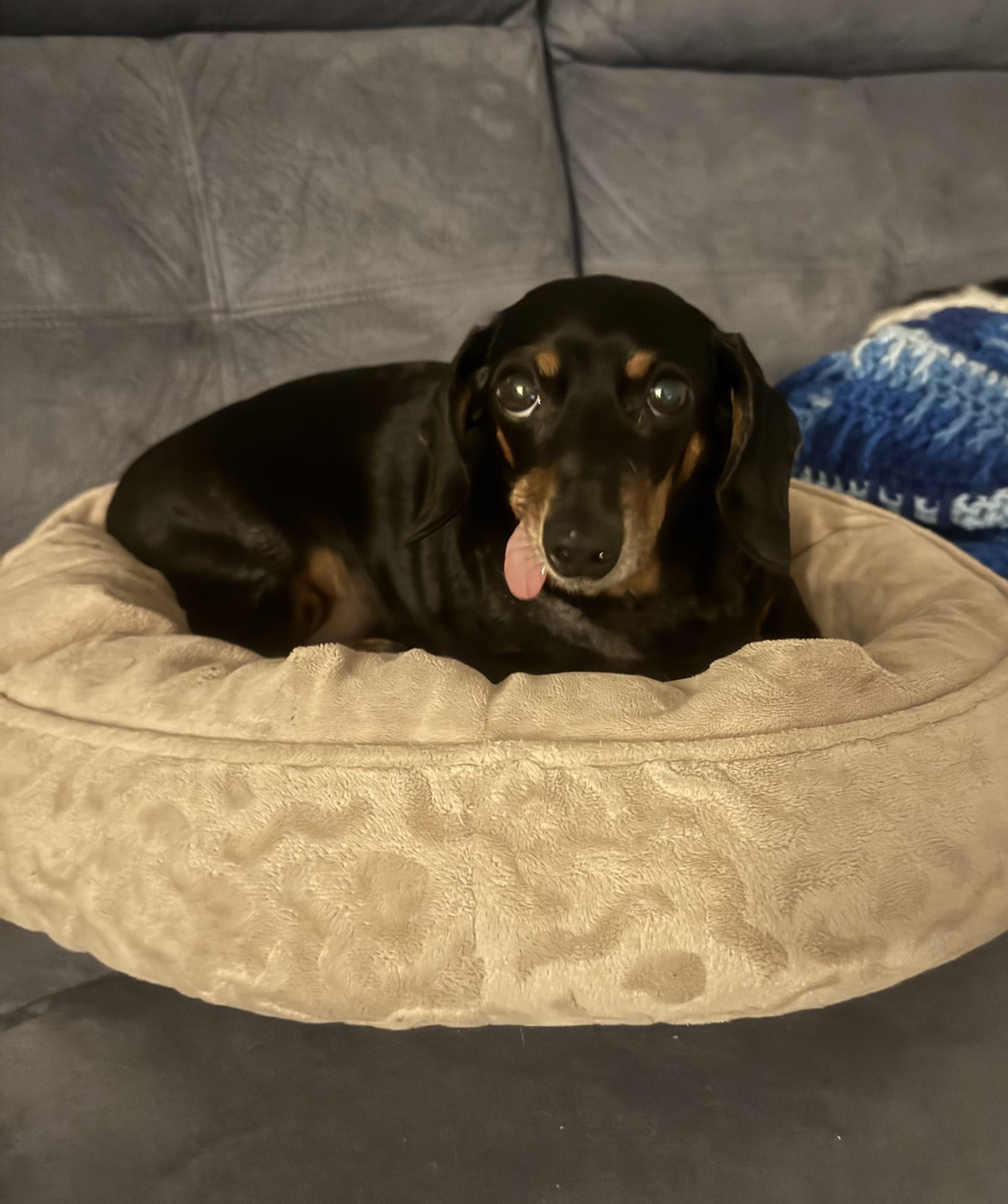 Enlarge Rosie, a ADOPTABLE Dachshund in Palm Harbor, FL image 5/6