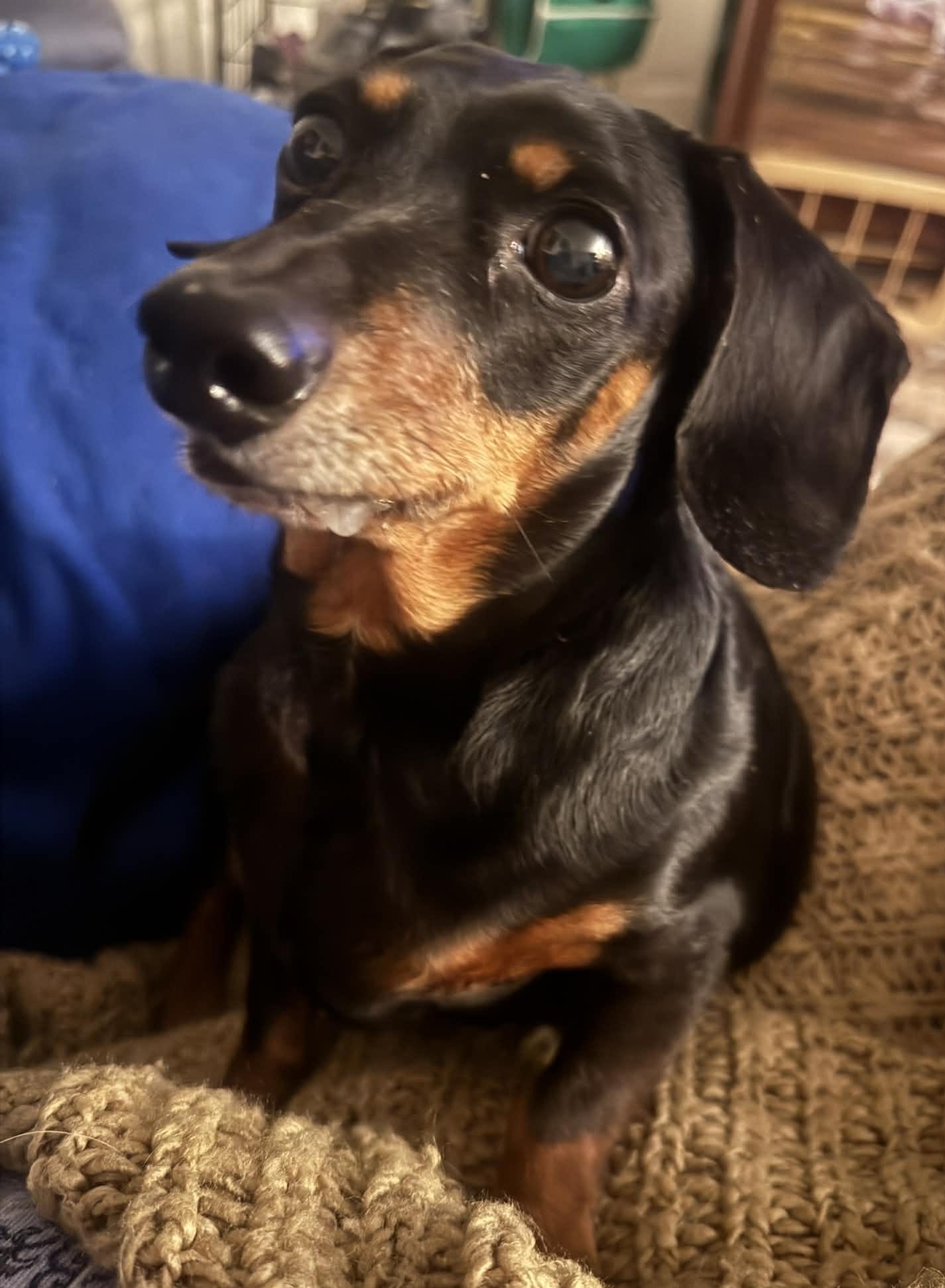 Enlarge Rosie, a ADOPTABLE Dachshund in Palm Harbor, FL image 2/6