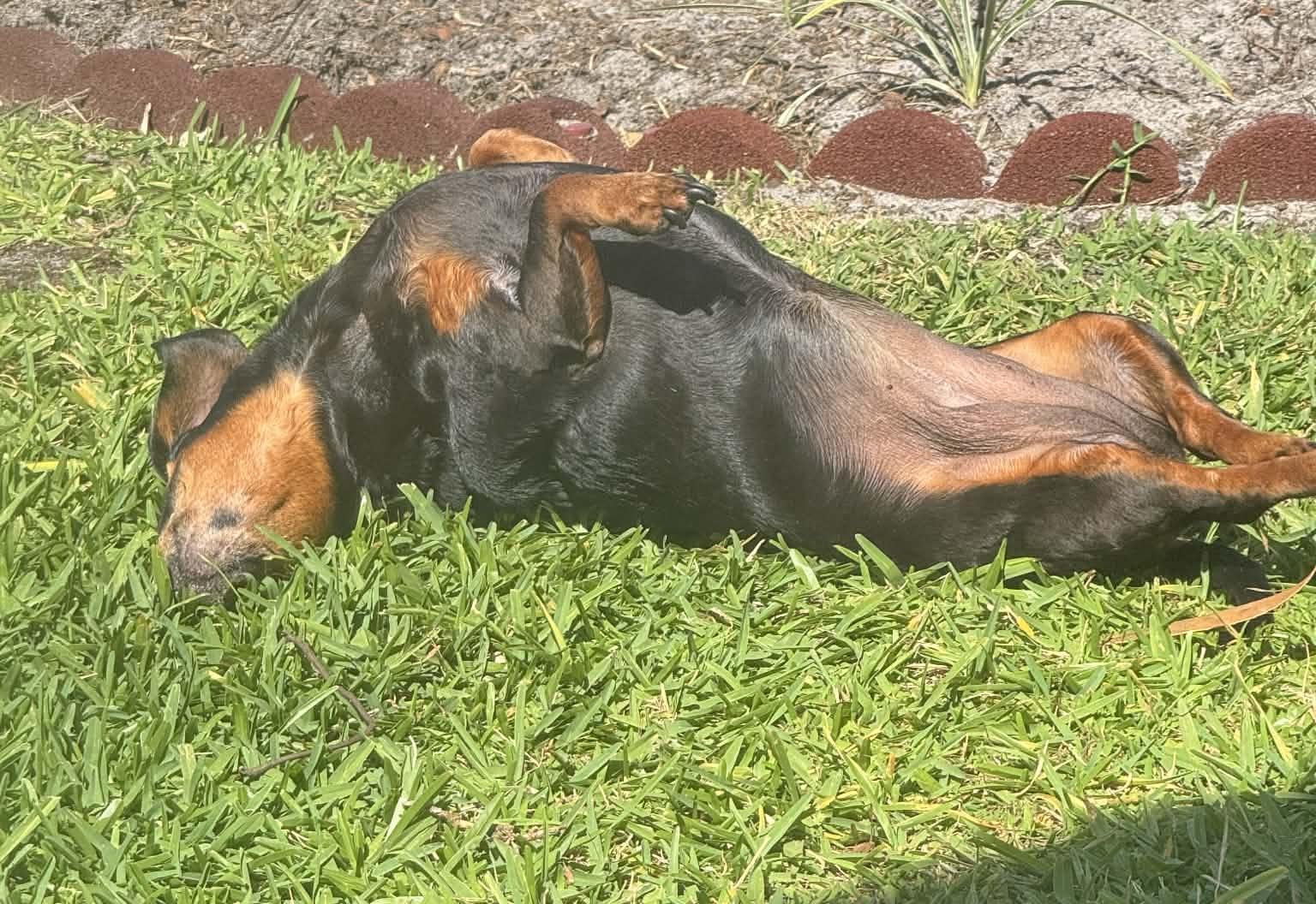 Enlarge Rosie, a ADOPTABLE Dachshund in Palm Harbor, FL image 4/6