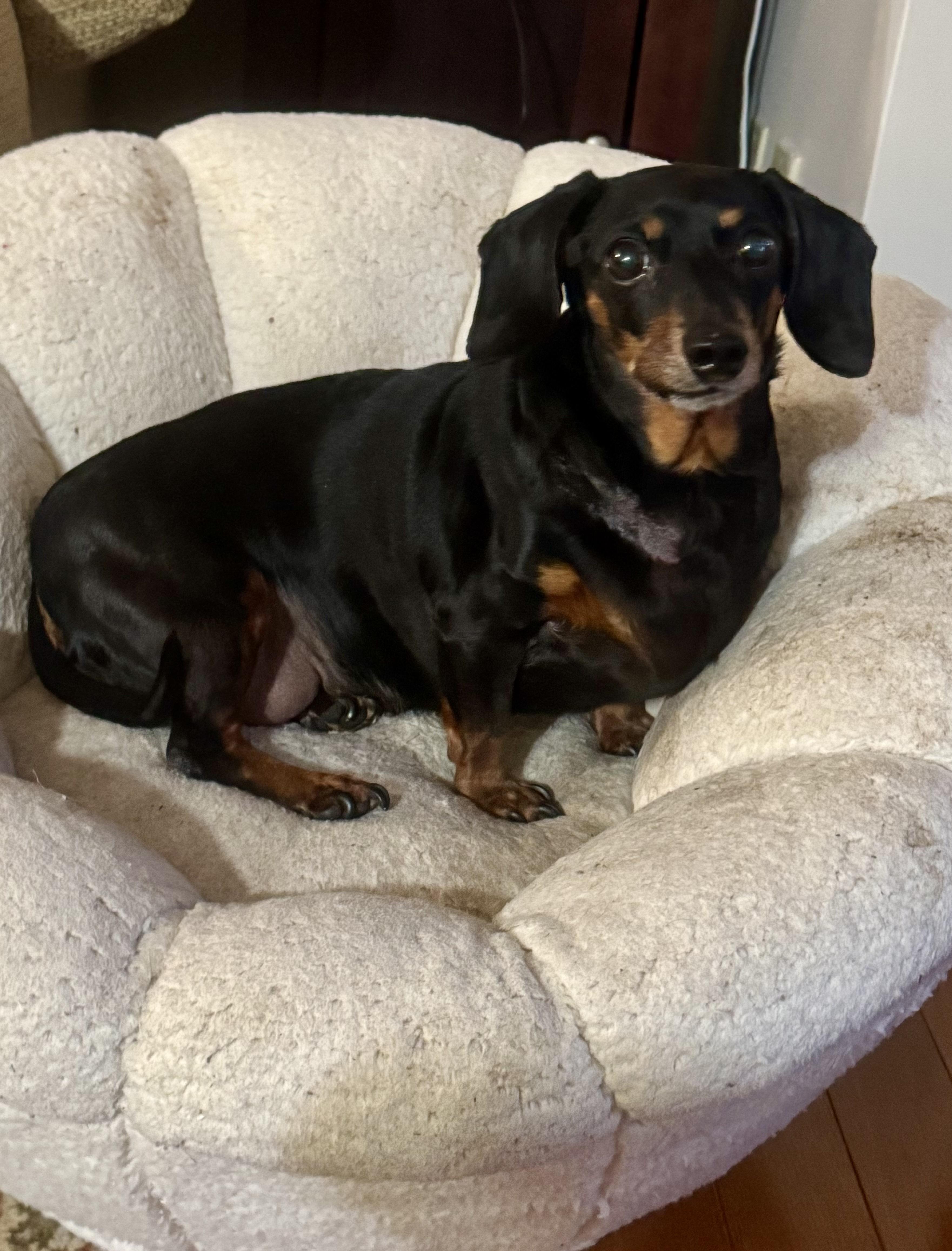 Enlarge Rosie, a ADOPTABLE Dachshund in Palm Harbor, FL image 6/6