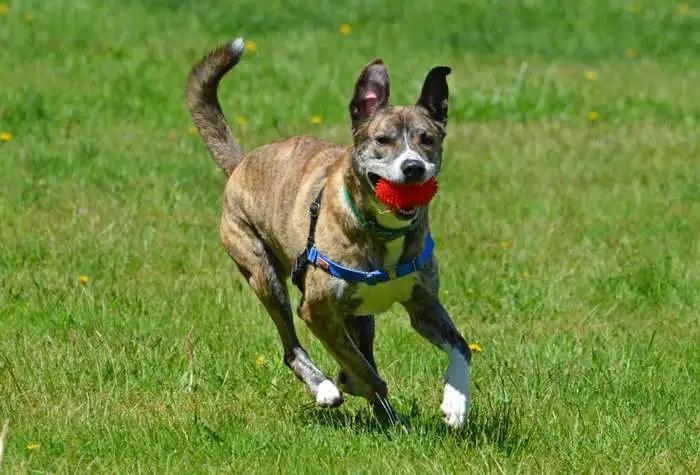 Enlarge Kyle, a Adoptable mixed breed in Coupeville, WA image 1/4