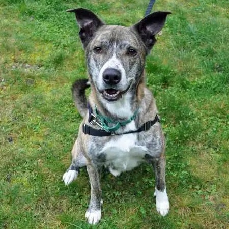 Kyle, Adoptable, Adult Male Cattle Dog.