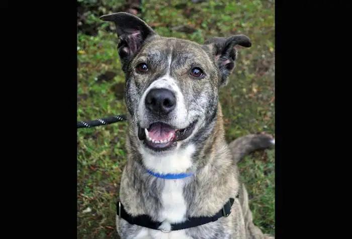 Enlarge Kyle, a Adoptable mixed breed in Coupeville, WA image 3/4