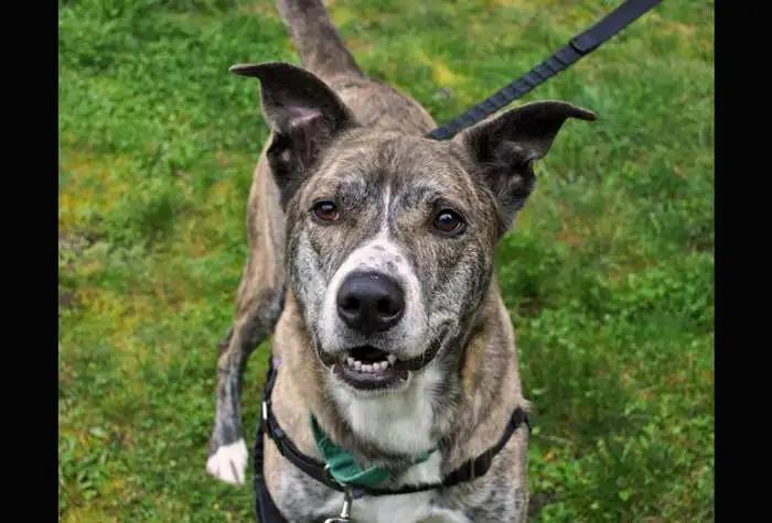 Enlarge Kyle, a Adoptable mixed breed in Coupeville, WA image 4/4