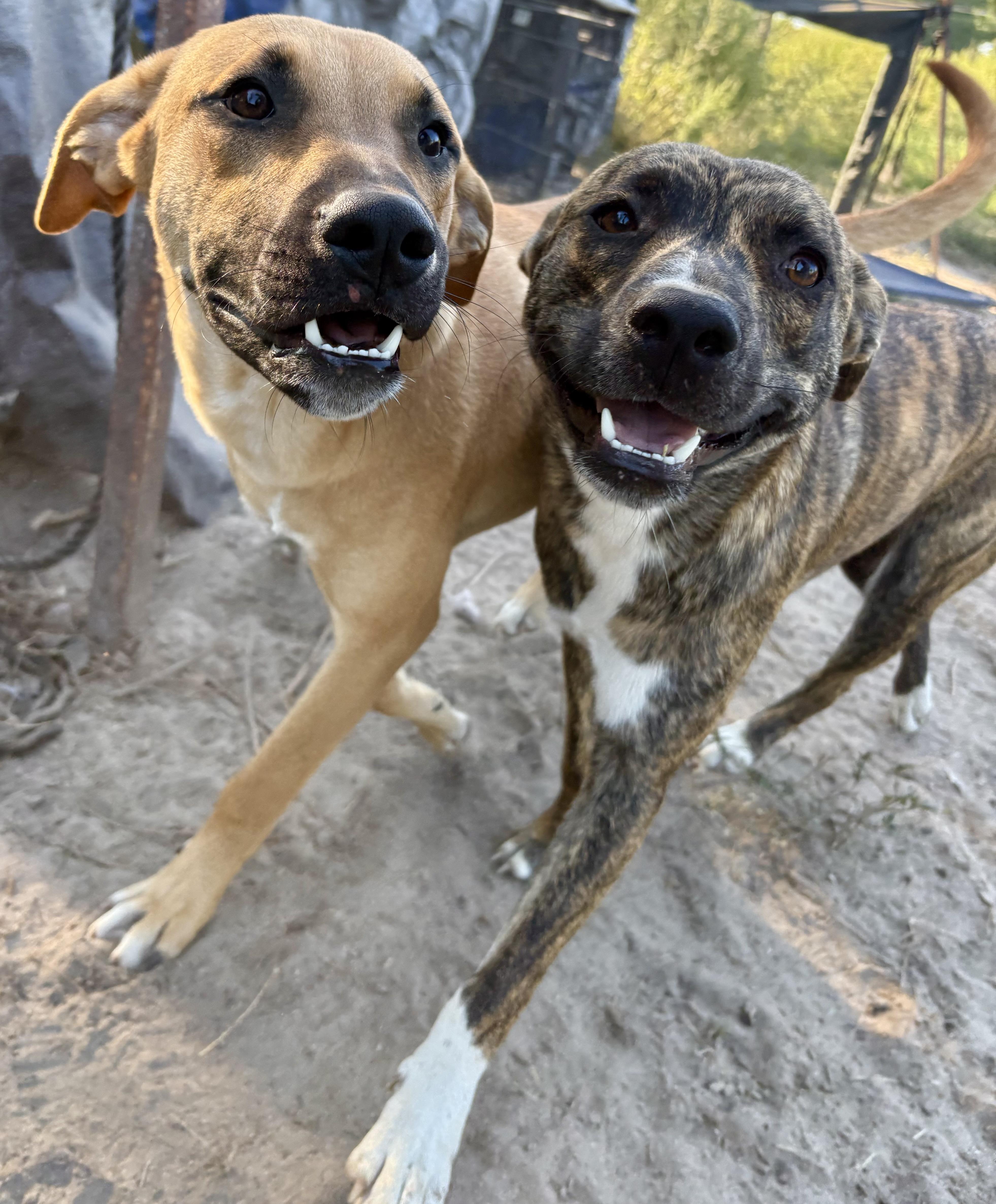 Clarence, a Adoptable mixed breed in Darlington, SC image 4/5
