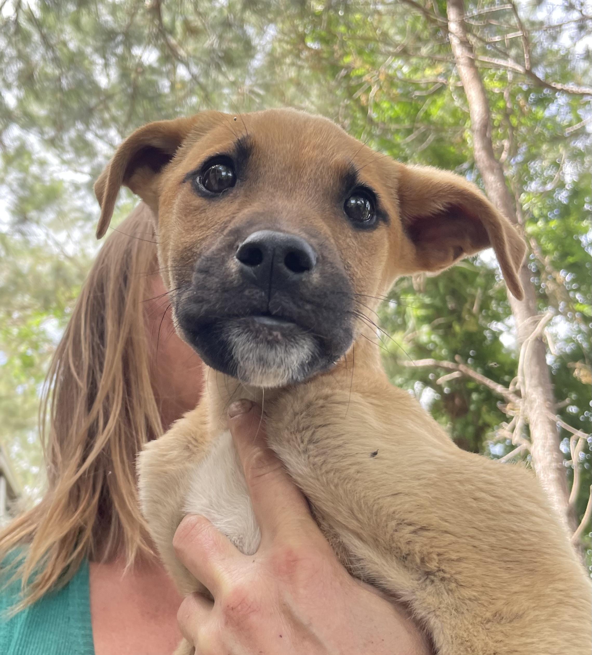 Clarence, a Adoptable mixed breed in Darlington, SC image 3/5
