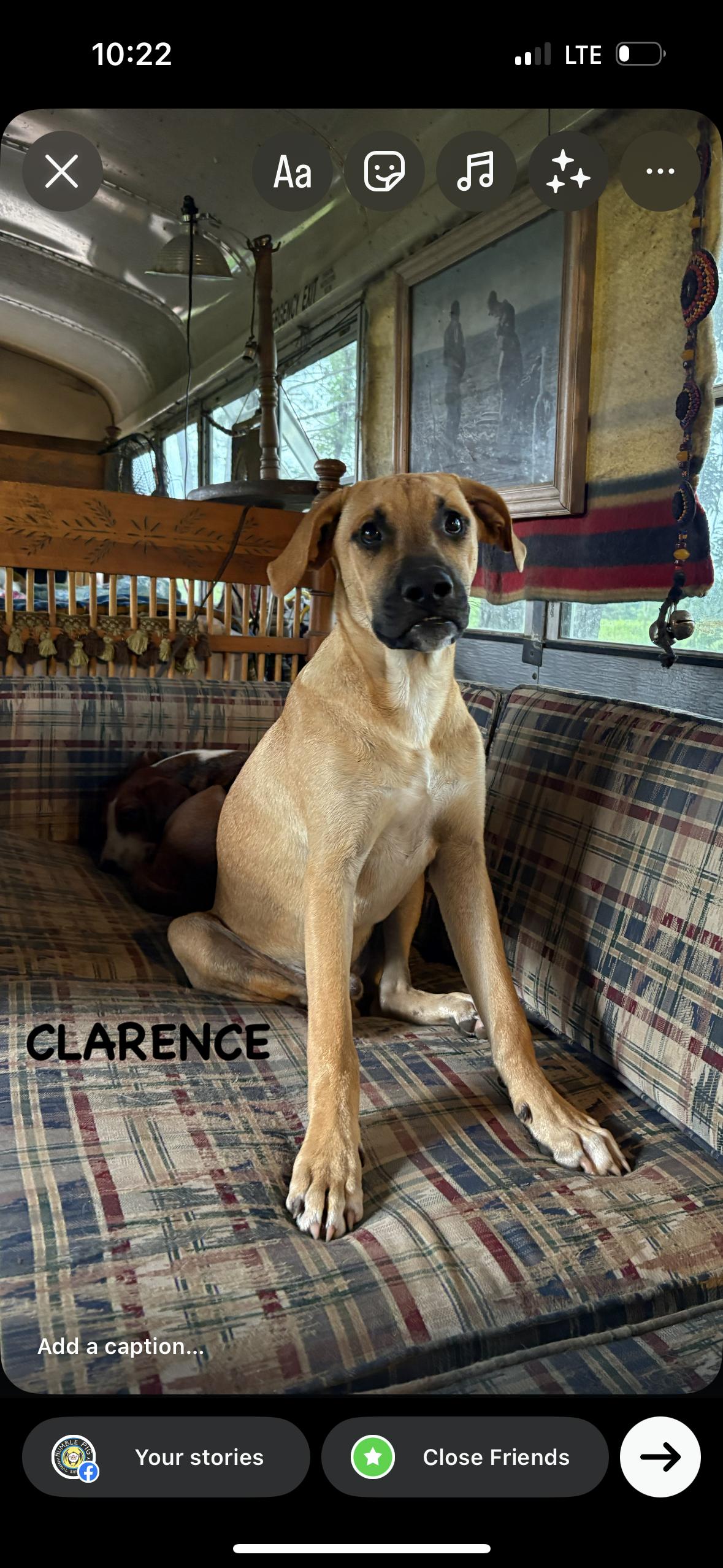 Clarence, a Adoptable mixed breed in Darlington, SC image 1/5
