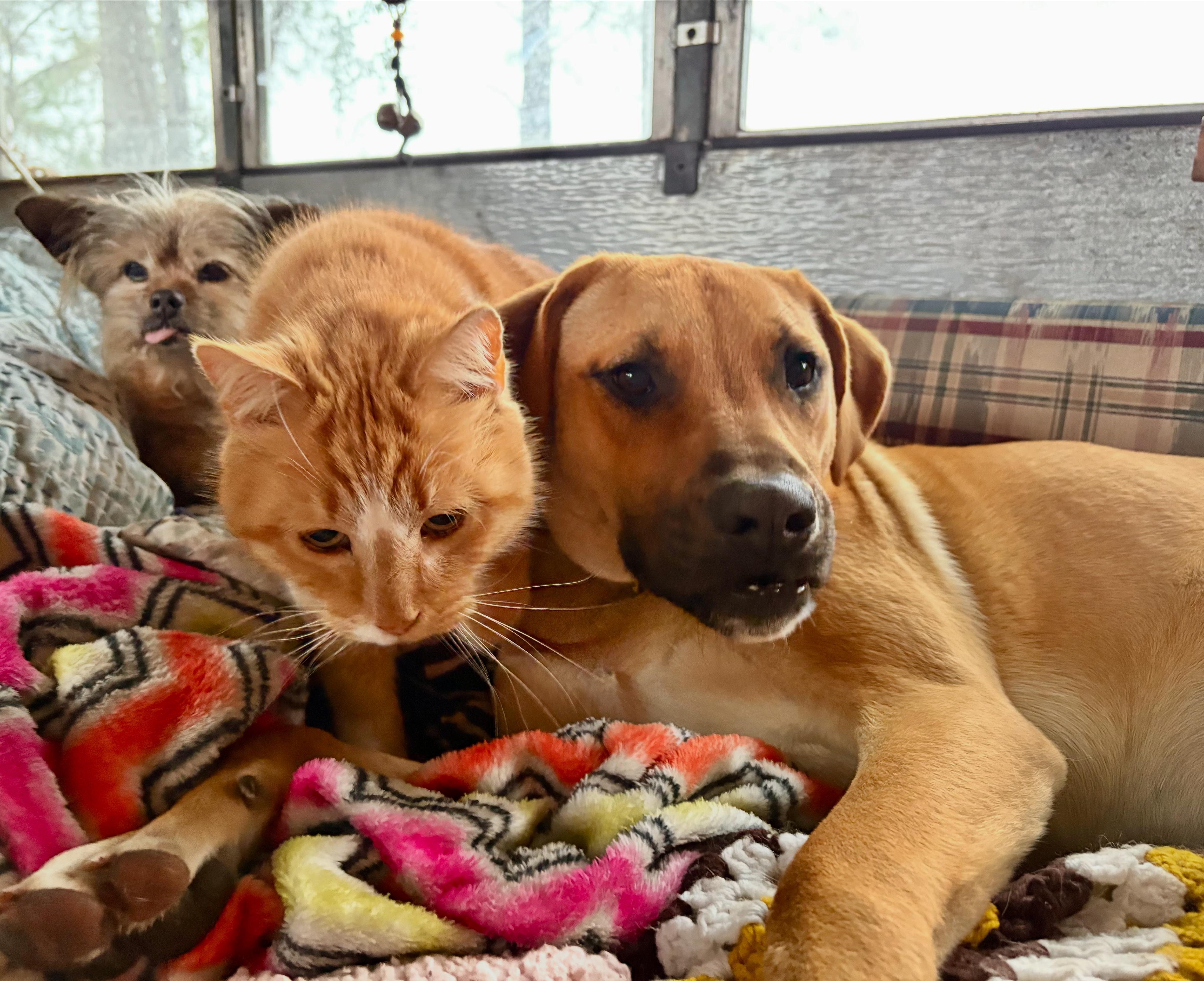 Clarence, Adoptable, Young Male Hound.