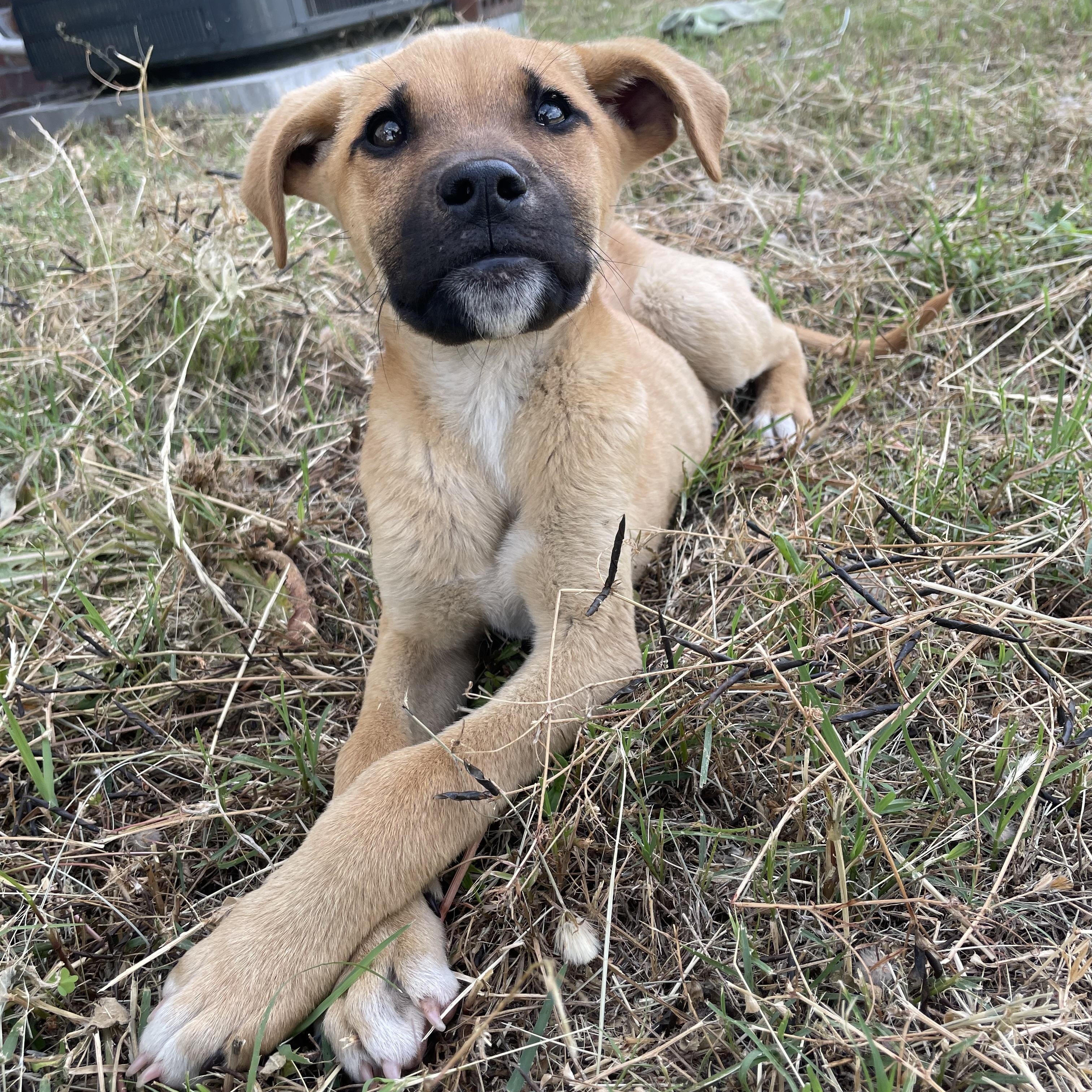 Clarence, a Adoptable mixed breed in Darlington, SC image 5/5