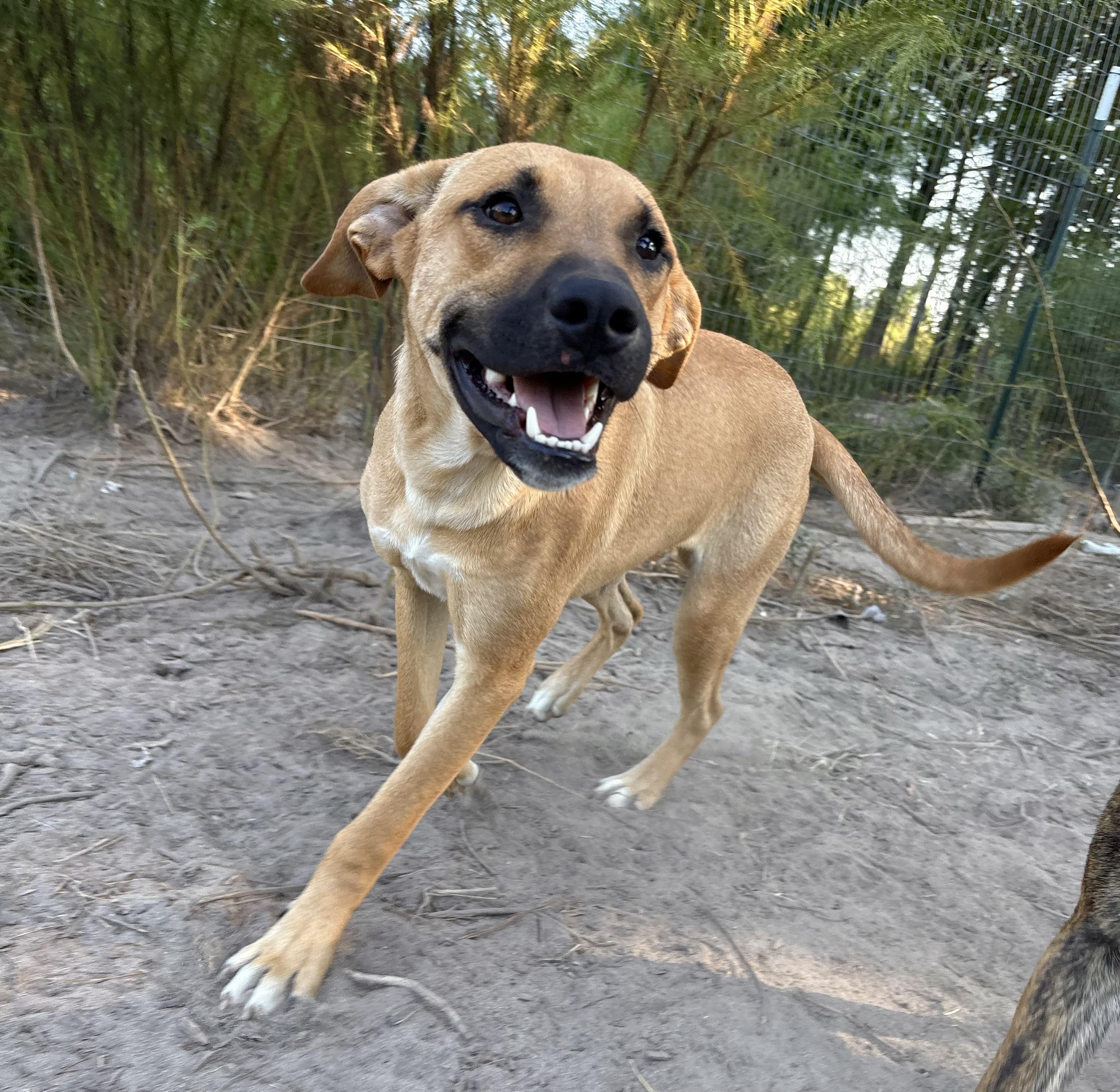 Clarence, a Adoptable mixed breed in Darlington, SC image 2/5