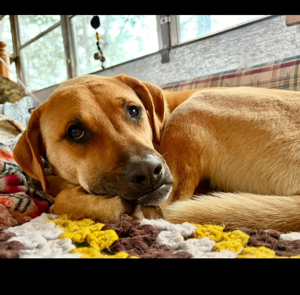 Enlarge Clarence, a Adoptable mixed breed in Darlington, SC image 2/5