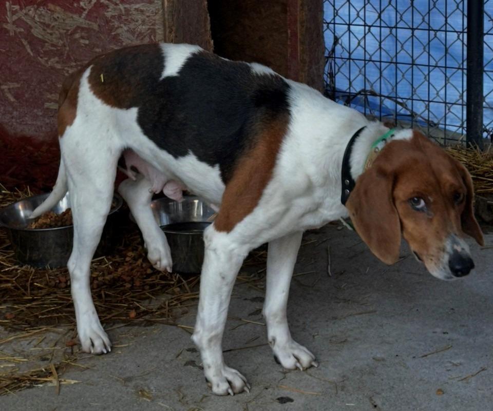 Buelah Wells, Adoptable, Adult Female Foxhound.